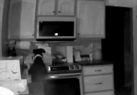 O cachorro também passa bem e não se feriu