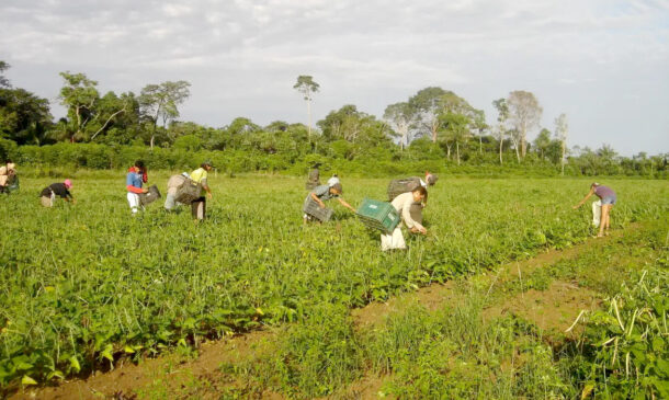a valorização do pequeno agricultor garante a segurança alimentar do Brasil