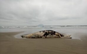 Baleias são encontradas mortas no litoral norte de SP