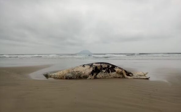 Baleias são encontradas mortas no litoral norte de SP