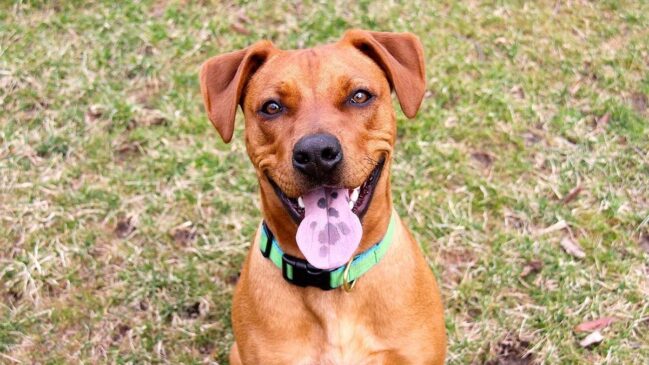 Vira-latas são os cães mais queridos do Brasil