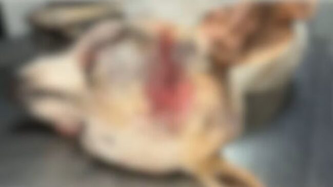 Cão foi encontrado com a cabeça esmagada no interior de São Paulo