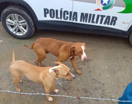 Pitbulls que atacaram galinhas e outro cão em Santa Catarina
