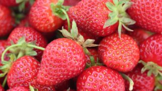 Festival oferece várias sobremesas à base de morango