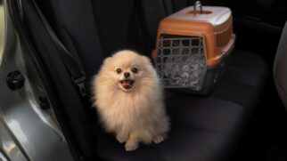 transporte de pets