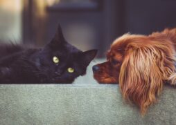 Gato preto e cachorro marrom