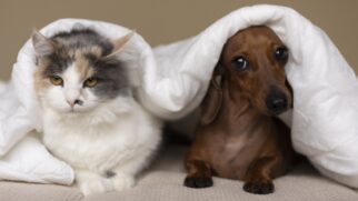 Nova lei prevê pena de dois a cinco anos de prisão, além de multa e perda da guarda do animal