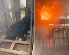 Cachorro é resgatado de casa em chamas no interior de SP