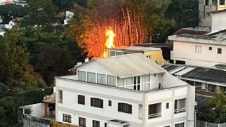 Incêndio atinge bambuzal em SP