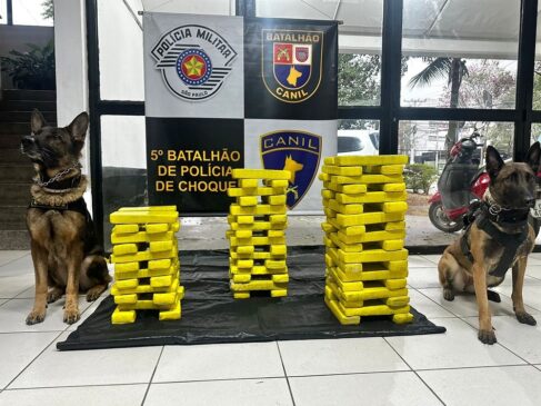 'Maconha-gourmet' apreendida na casa na Vila Mariana
