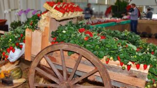 Festa do Morango traz diversas sobremesas com a fruta