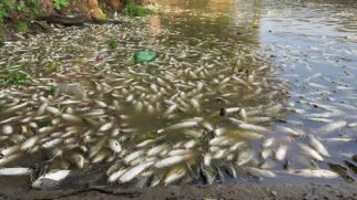 Peixes foram encontrados mortos na área conhecida como Pantanal Paulista, em São Pedro