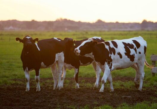 Homem morreu após levar um coice de uma vaca em trabalho de parto; foto é ilustrativa