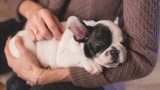 Animais em condomínios é um tema que causa debate frequentemente