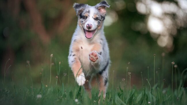 Cachorro: conheça as características desse signo no horóscopo chinês