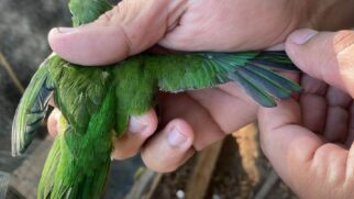 Ave encontrada com asa cortada