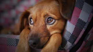 Animais merecem atenção e políticas públicas de segurança e proteção- (Foto: moshehar/Pixabay)