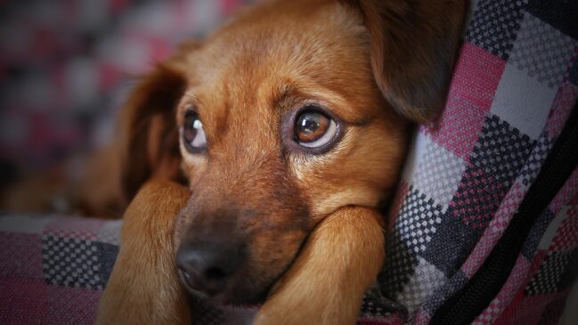 Animais merecem atenção e políticas públicas de segurança e proteção- (Foto: moshehar/Pixabay)