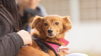 Período de recuperação do animal pode variar de 7 a 12 dias
