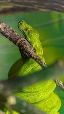 A vítima deve ser mantida em repouso, com o local da picada elevado para minimizar a circulação do veneno. Se possível, lavar o local da picada com água e sabão e tirar uma foto da cobra para identificá-la. Foto: Rodrigo Pivas