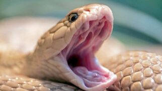 Após ser picado por uma cobra peçonhenta (venenosa), a vítima deve procurar imediatamente uma unidade hospitalar que contenha o soro antiofídico para iniciar os primeiros socorros