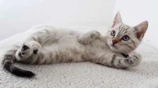 O Dia Internacional do Gato é celebrado em 8 de agosto