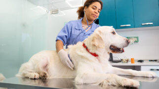 Falta de esclarecimento é desafio para encontrar doadores pets