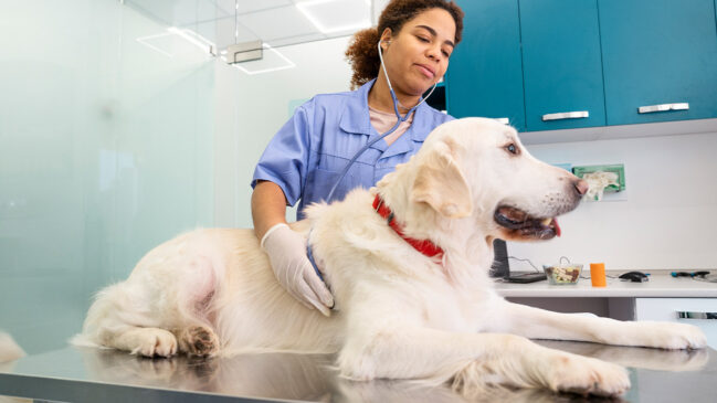Falta de esclarecimento é desafio para encontrar doadores pets