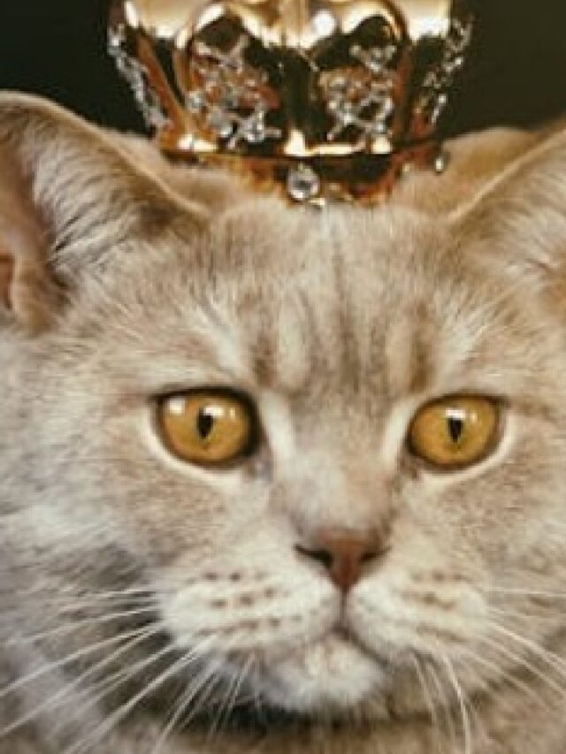Gatos: 5 motivos que mostram por que os gatos são perfeitos
