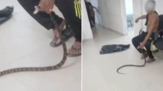 Homem foi picado na mão direita por uma cobra jararaca e levou o animal para a Unidade de Pronto Atendimento (UPA) no litoral sul de São Paulo