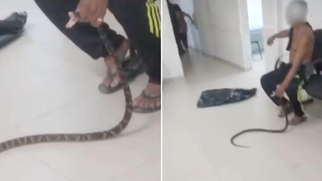 Homem foi picado na mão direita por uma cobra jararaca e levou o animal para a Unidade de Pronto Atendimento (UPA) no litoral sul de São Paulo