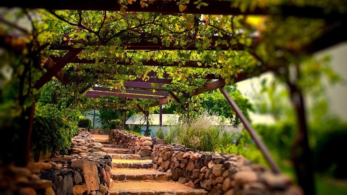 Rota do vinho é um dos principais pontos turísticos da África/ Foto: Divulgação
