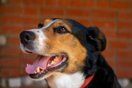 Objetivo da feira é incentivar a prática de acolhimento de pets em situação de abandono