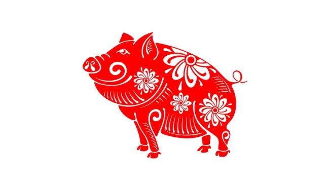 Conheça as características do porco no horóscopo chinês