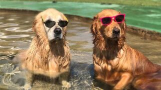 A Pousada Gaia Viva é um lugar de conforto e lazer para cães e humanos
