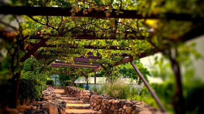 Rota dos Vinhos Paulistas pretende valorizar produção local e atender à demanda dos produtores rurais dos municípios