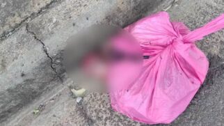 Moradora encontrou sacola com fetos