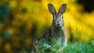 Indivíduos nascidos nos anos do Coelho compartilham traços com o próprio animal: são discretos, mas podem agir rapidamente quando necessário.