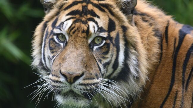 No horóscopo chinês, o tigre representa coragem, força e paixão