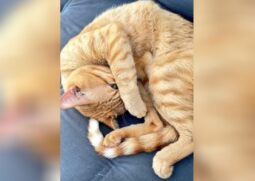 Segundo a tutora, gato Thor apresenta comportamento agressivo com os moradores da casa e visitantes desde o primeiro ano, mesmo tendo sido adotado com apenas dez dias