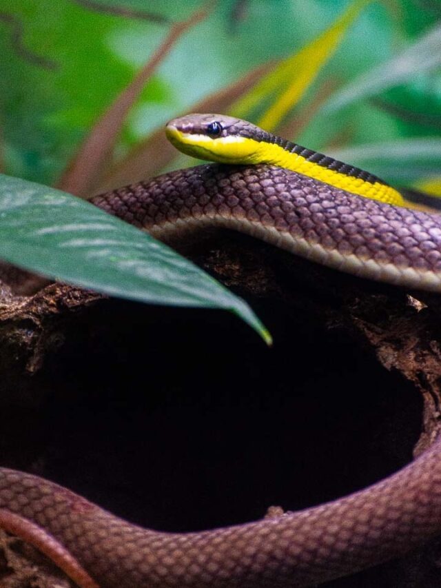 Primeiros socorros em caso de picada de cobra: o que fazer e o que evitar