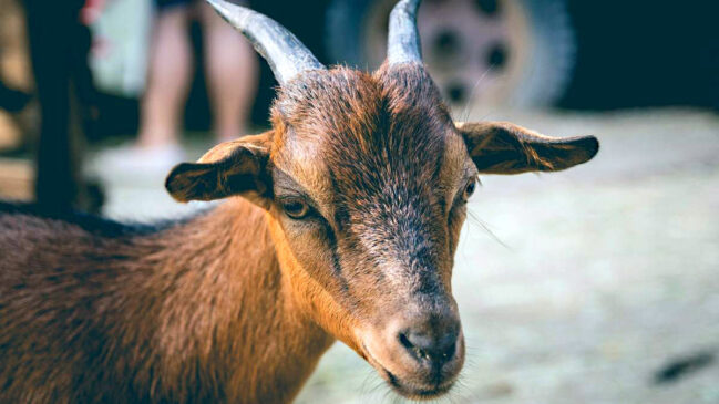 A Cabra, oitavo signo do zodíaco chinês, (também conhecida como carneiro) simboliza bondade e solidariedade