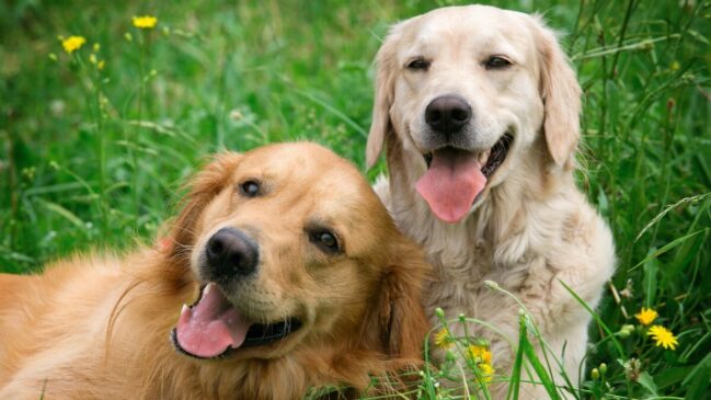 Veja a lista dos cães mais inteligentes do mundo