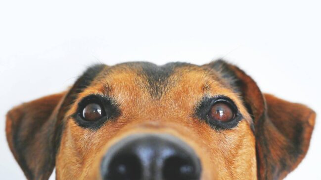 Políticos perceberam que a causa animal vai além do simples resgate ou socorro clínico