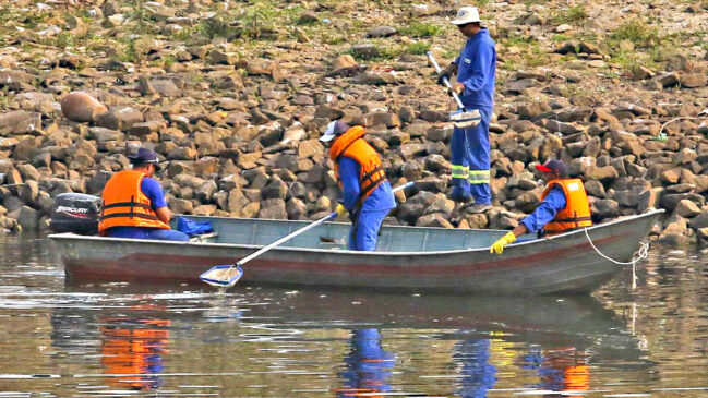 Especialistas suspeitam que floração de algas matou 500 kg de peixes na Represa Billings