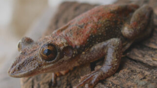 Toxina deste animal não é letal, mas exige cuidado
