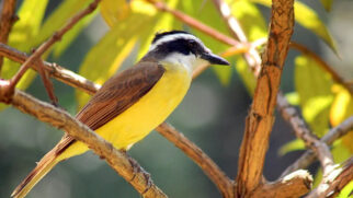 Bem-te-vi é uma das aves mais conhecidas dentre aquelas com capacidade de cantar seus próprios nomes