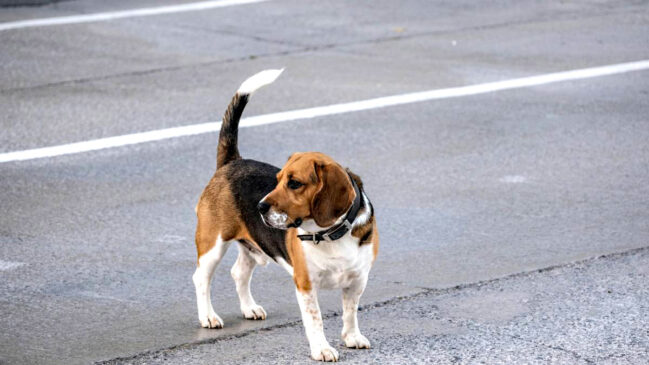 O local se transformará em um verdadeiro "parque de diversões" para os cães