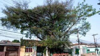 A Figueira das Lágrimas, conhecida por muitos por esse nome, fica localizada no bairro do Sacomã, entre o Ipiranga e Heliópolis.