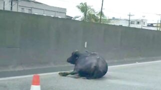 Três dos búfalos morreram na hora e um ficou com as patas quebradas